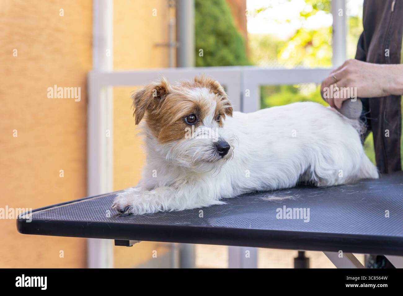 Jack Russell chien allongé sur une table est soigné par une pierre de taille. Le chien regarde sur le côté. Banque D'Images