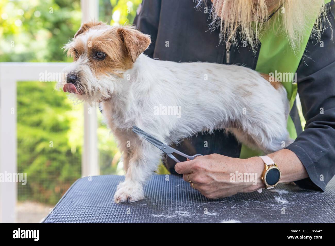 Jack Russell chien avec la langue dehors est debout sur une table. Le toiletteur professionnel tond la fourrure sur ses jambes. Horizontalement. Banque D'Images