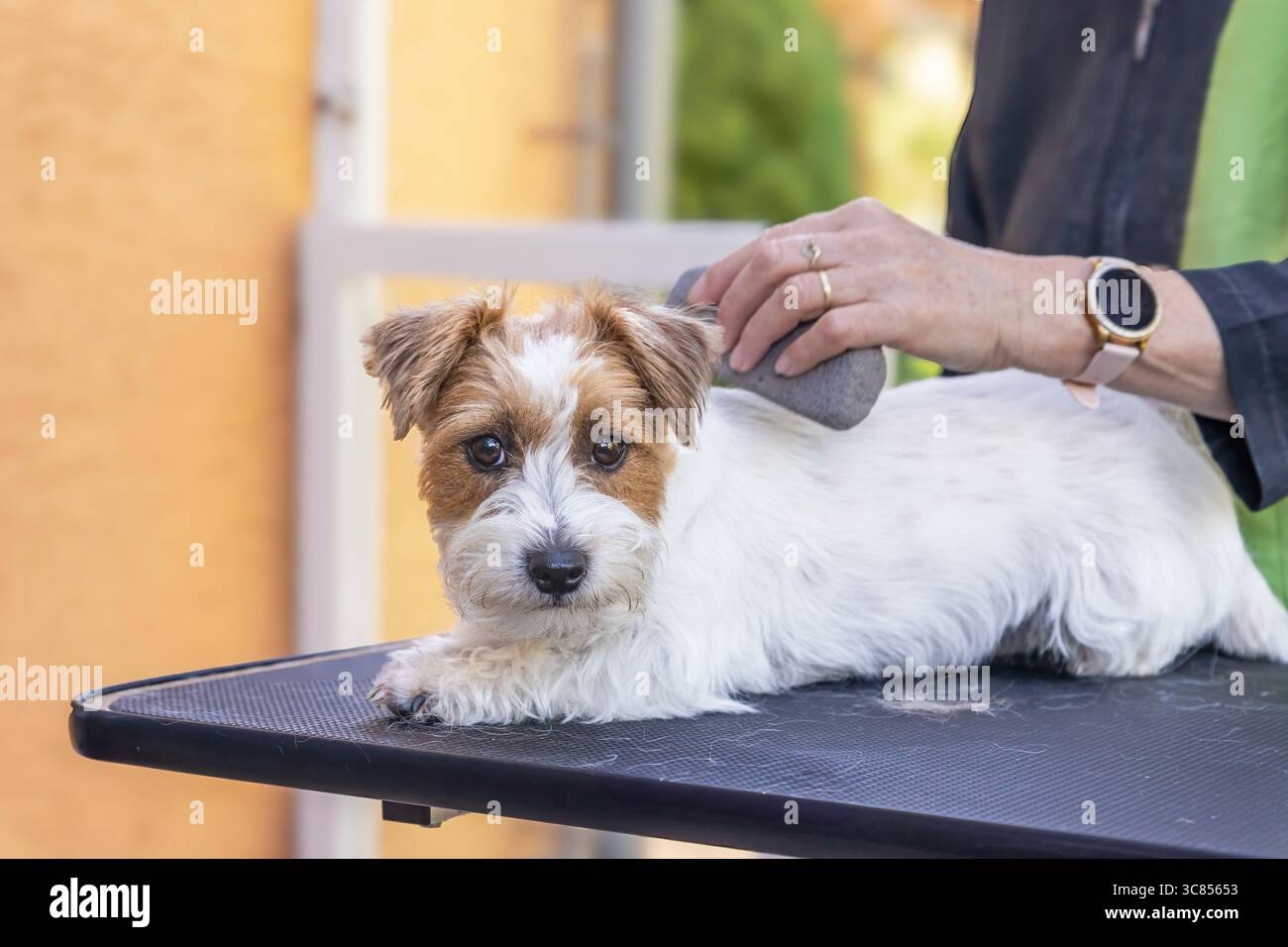 Jack Russell chien allongé sur une table est toiletté par un toiletteur à l'aide d'une pierre de taille. Le chien regarde la caméra. Banque D'Images
