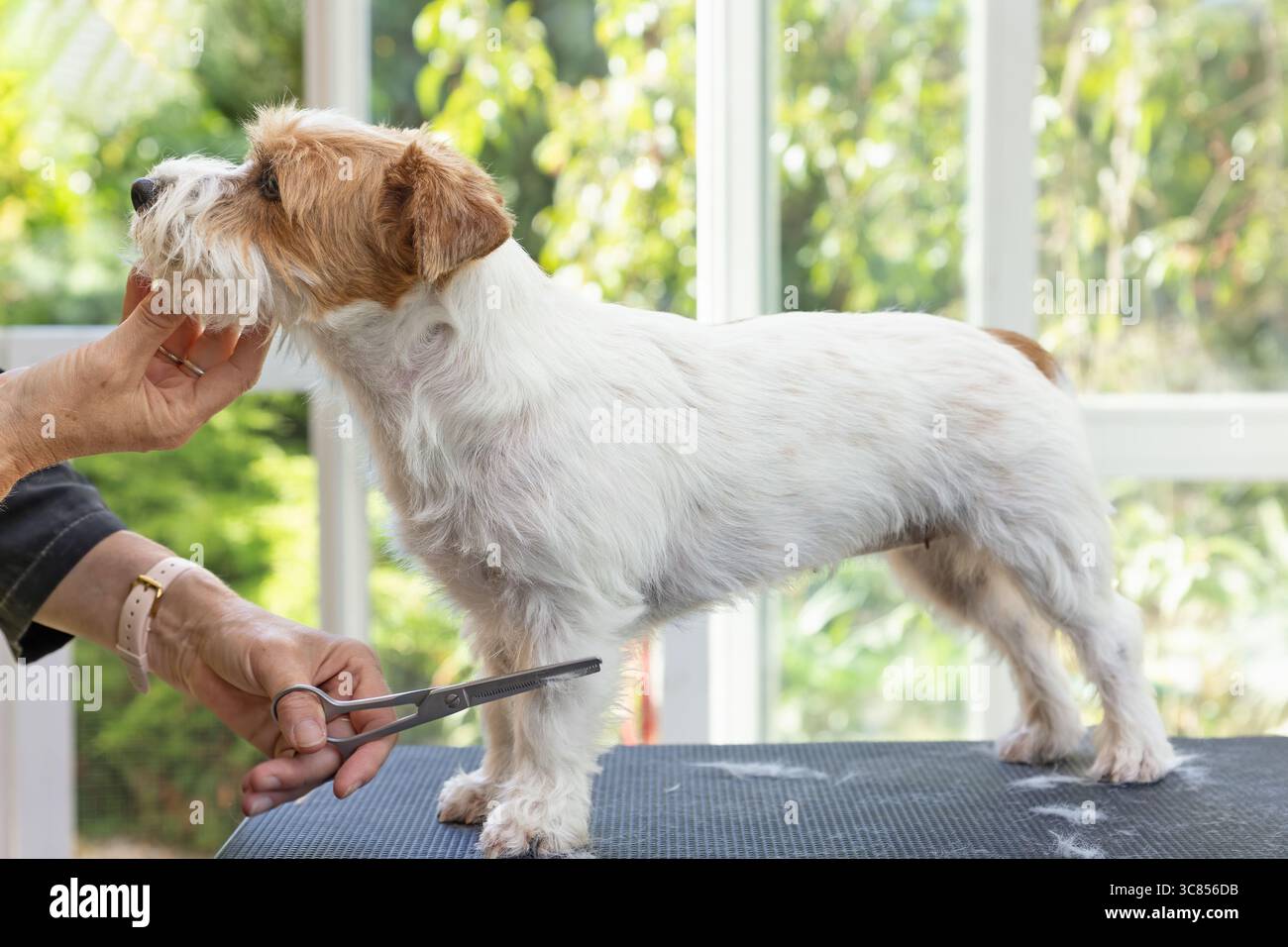 Vue latérale d'un chien Jack Russell en train d'être soigné debout sur la table. Tondeuse professionnelle tenant le menton relevé. Horizontalement. Banque D'Images