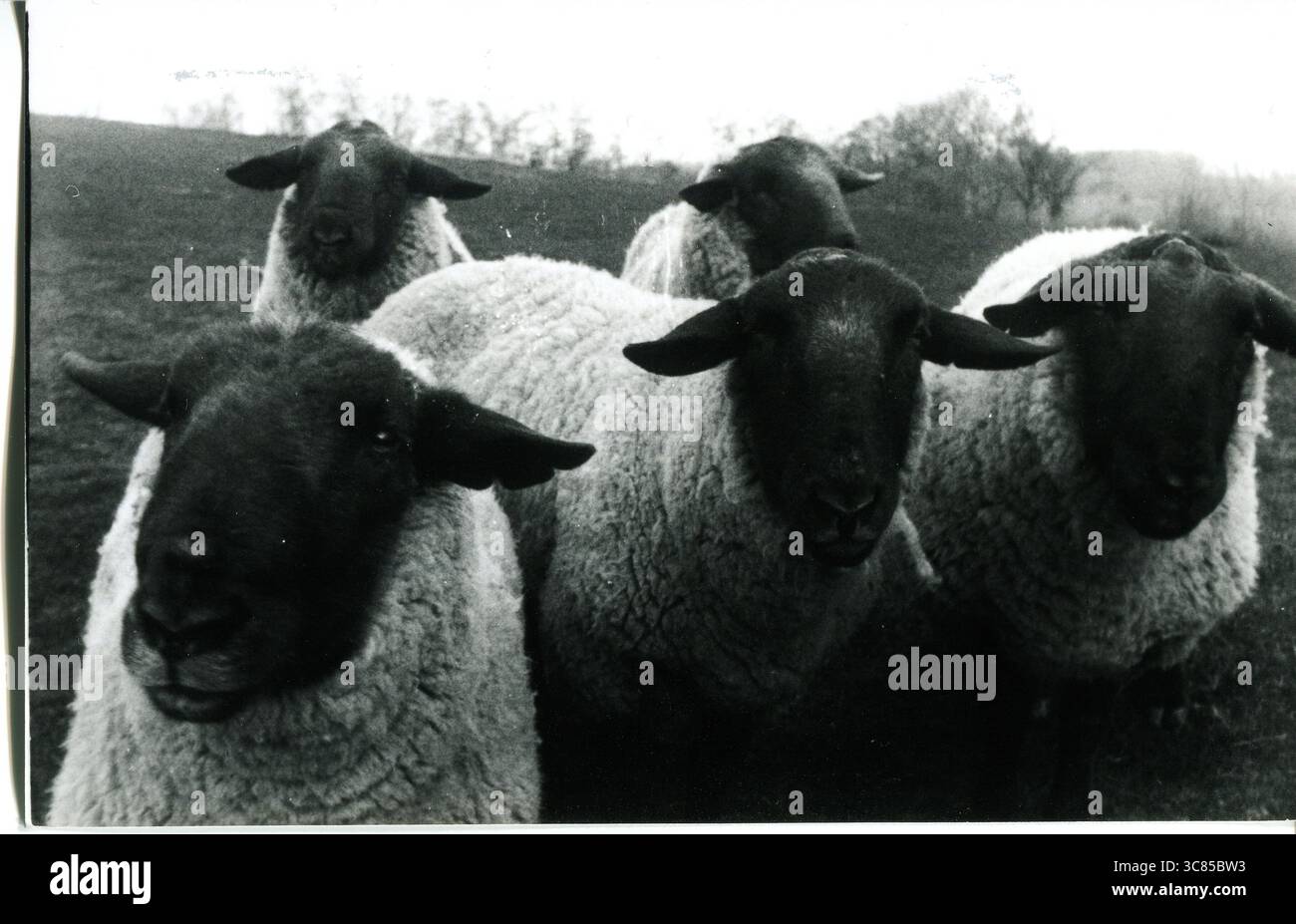 Un troupeau de cinq moutons au visage noir regardant la caméra dans le Sussex de l'est, en Angleterre, en 1991. Banque D'Images