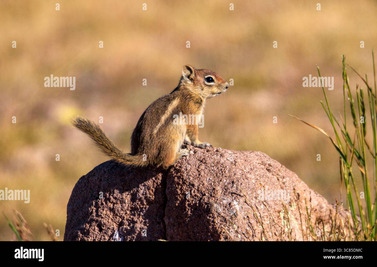 Un écureuil terrestre à manteau doré (Callospermophilus lateralis) s'arrête sur une roche volcanique sur Brian Head Peak, Brian Head, comté d'Iron, Utah, États-Unis. Banque D'Images