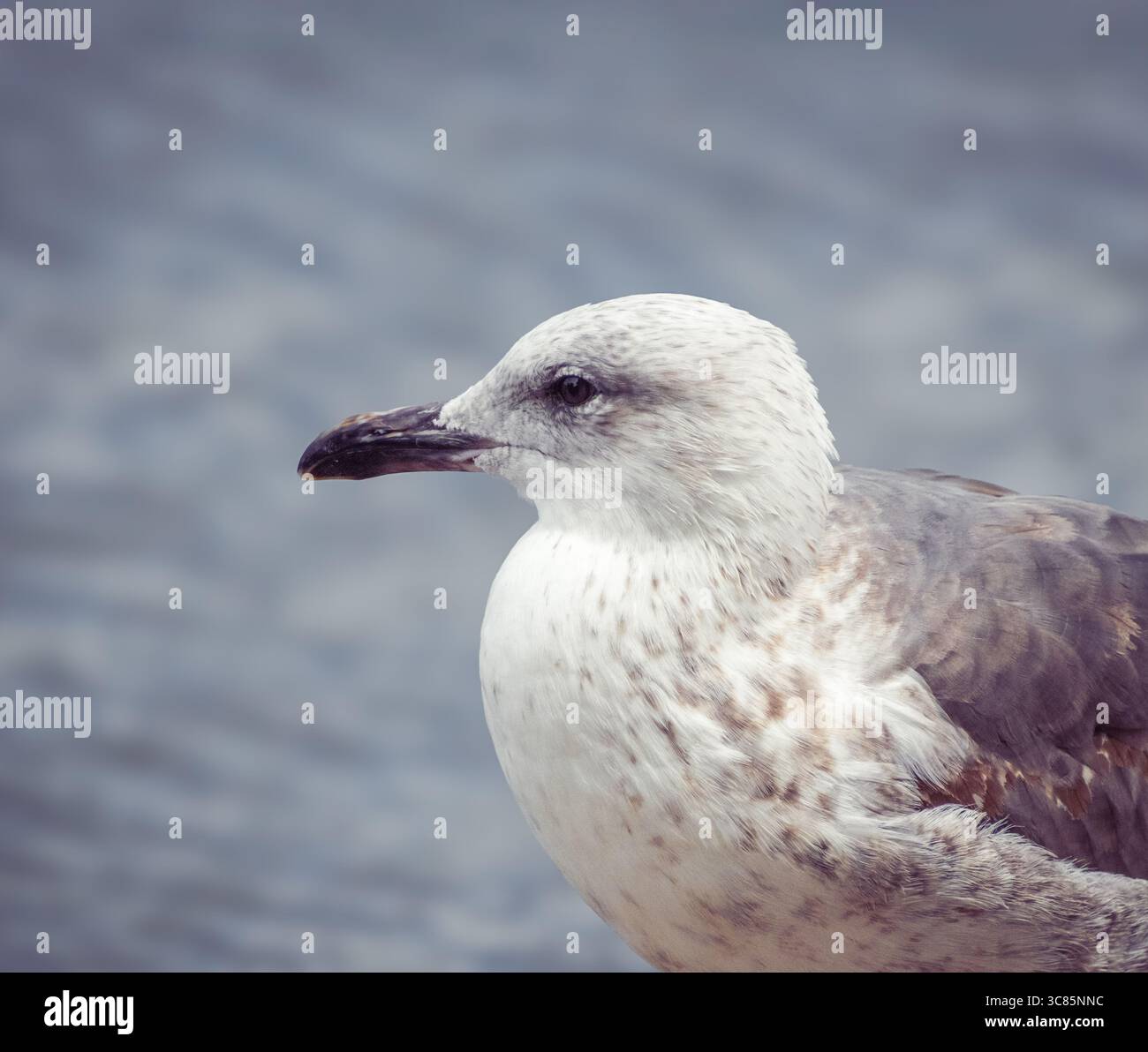 Un portrait de profil latéral d'un jeune goéland argenté sur un fond d'eau bleu. Banque D'Images