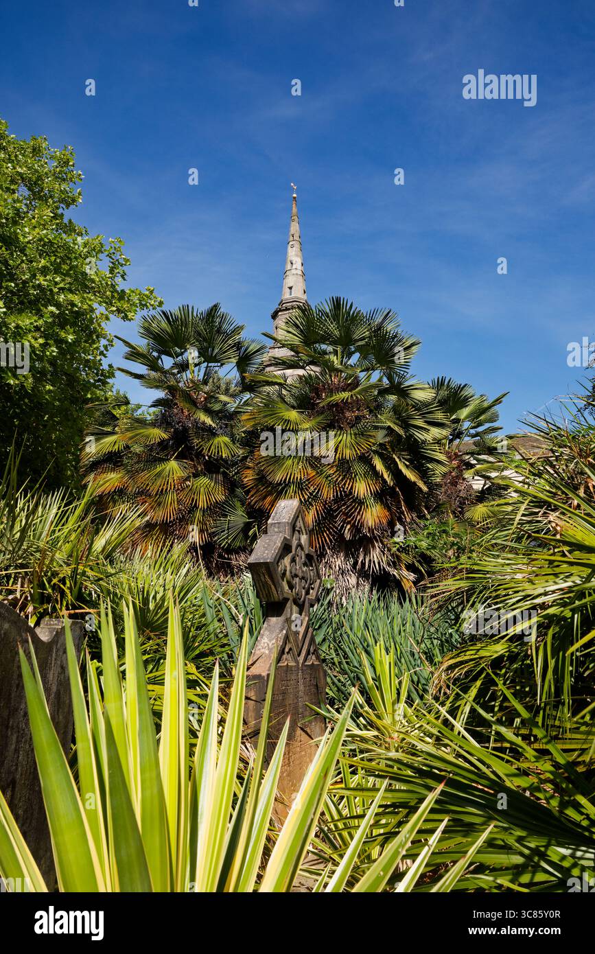 Feuillage ensoleillé et exotique dans le cimetière de l'église St Pauls avec la flèche de l'église planant dans un ciel bleu le fond, Birmingham, Royaume-Uni. Banque D'Images
