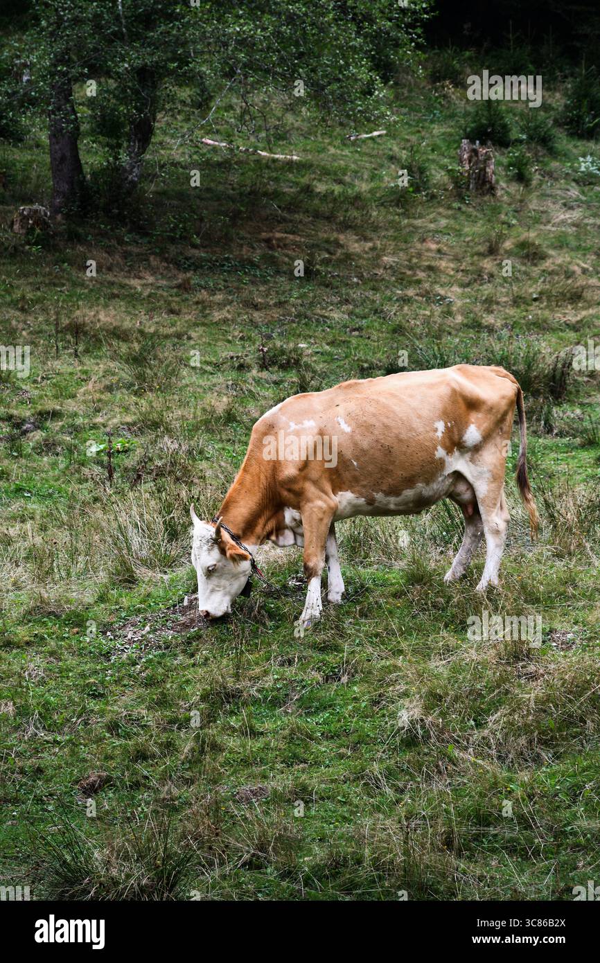 Une vache brun clair et blanche pèle calmement sur une colline herbeuse dans une zone rurale, entourée d'arbres et de nature sauvage. Banque D'Images