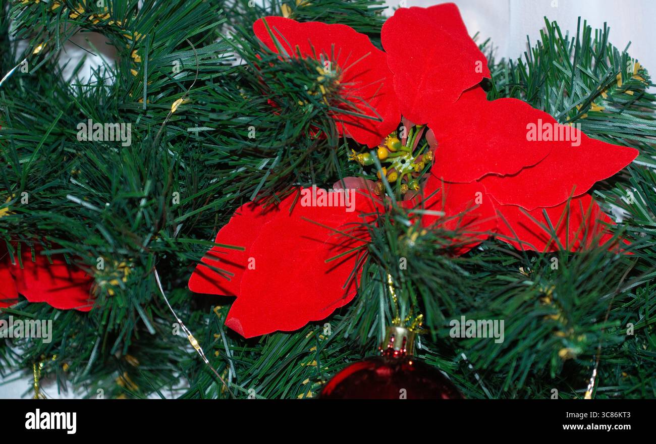 Les fleurs de poinsettia rouge vif sont nichées dans un feuillage vert luxuriant, ajoutant une touche gaie aux décorations de vacances. Les ornements étincelants complètent les Banque D'Images