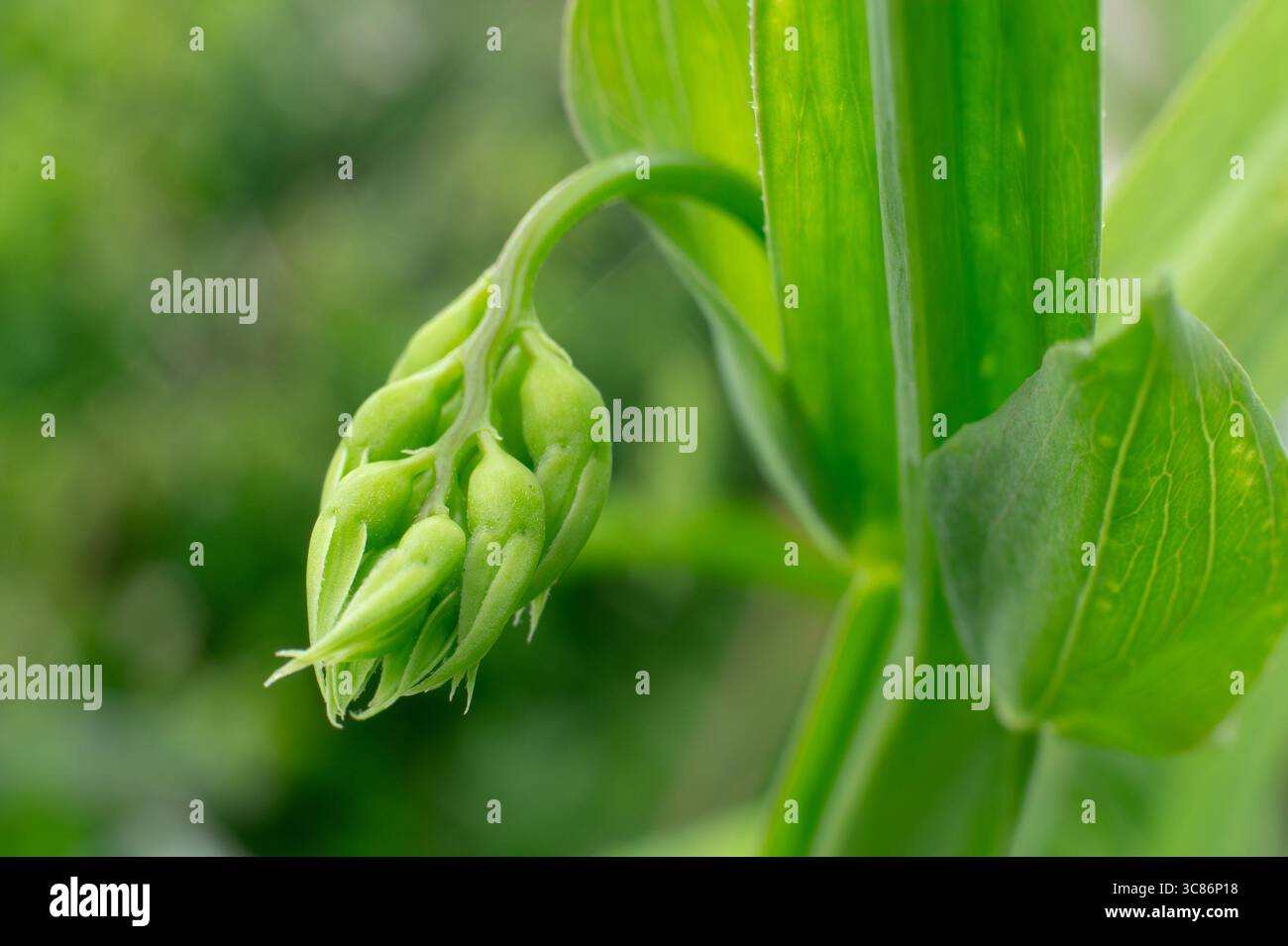 Bourgeons de pois éternel (lathyrus latifolius) dans le jardin avec une faible profondeur de champ en juin Banque D'Images