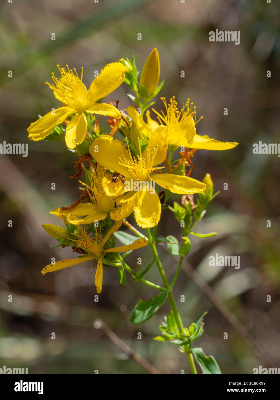 Vue verticale rapprochée de fleurs jaune doré vif d'hypericum perforatum aka St John's Wort isolées à l'extérieur sur fond naturel Banque D'Images