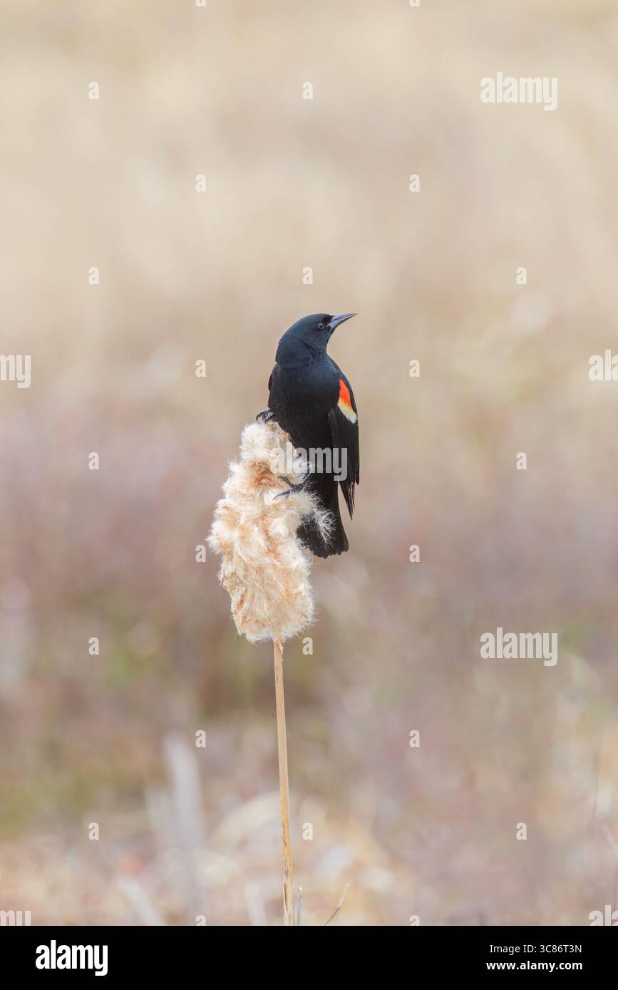 Mâle à ailes rouges un matin de mai dans le nord du Wisconsin. Banque D'Images