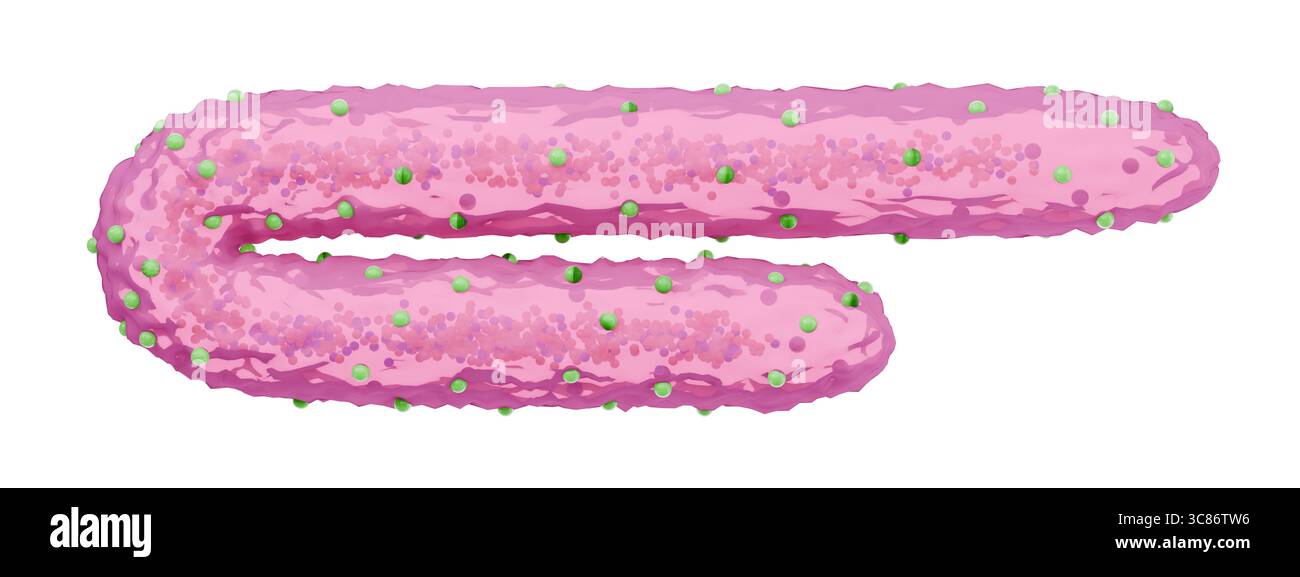 Illustration médicale 3D de la structure du virus de Marburg, forme filamenteuse rose avec glycoprotéines de surface isolées sur fond blanc. Banque D'Images