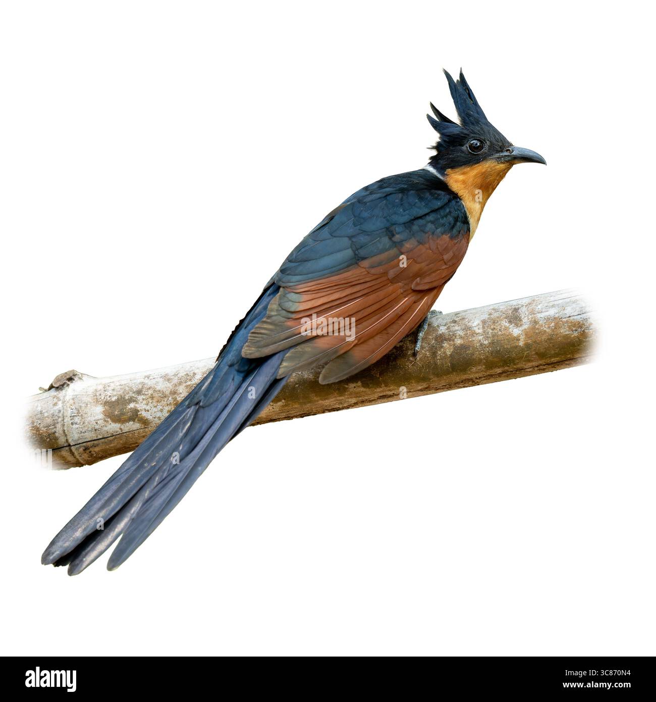 Magnifique coucou ailé de châtaignier avec écusson noir brillant, poitrine orange et ailes de châtaignier, perché calmement sur une branche et isolé sur blanc, idéal pour Banque D'Images