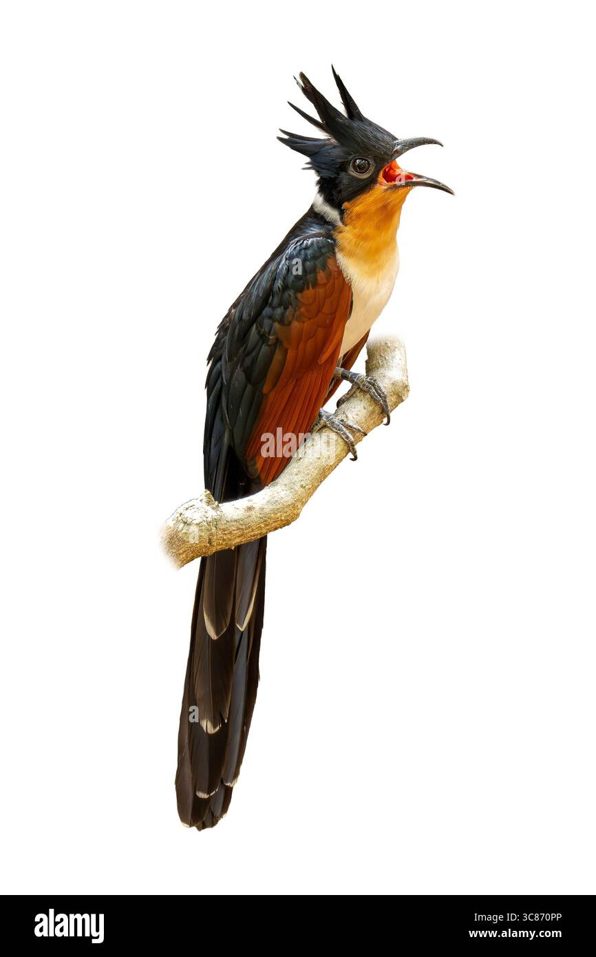 Image éclatante d'un coucou aux ailes de châtaignier avec son bec ouvert à mi-parcours, sa crête épaisse et ses ailes évasées, perchées sur une branche et isolées Banque D'Images