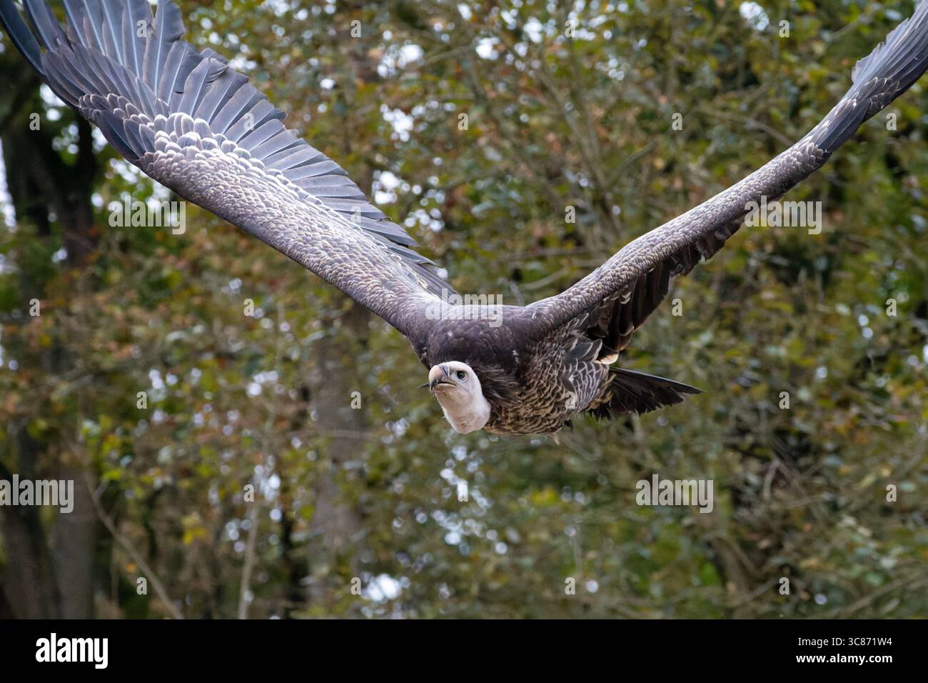 Vautour africain (Gyps spec.) Planant avec des ailes entièrement déployées lors d'un spectacle d'oiseaux, oiseau de proie charogneur d'Afrique. Banque D'Images