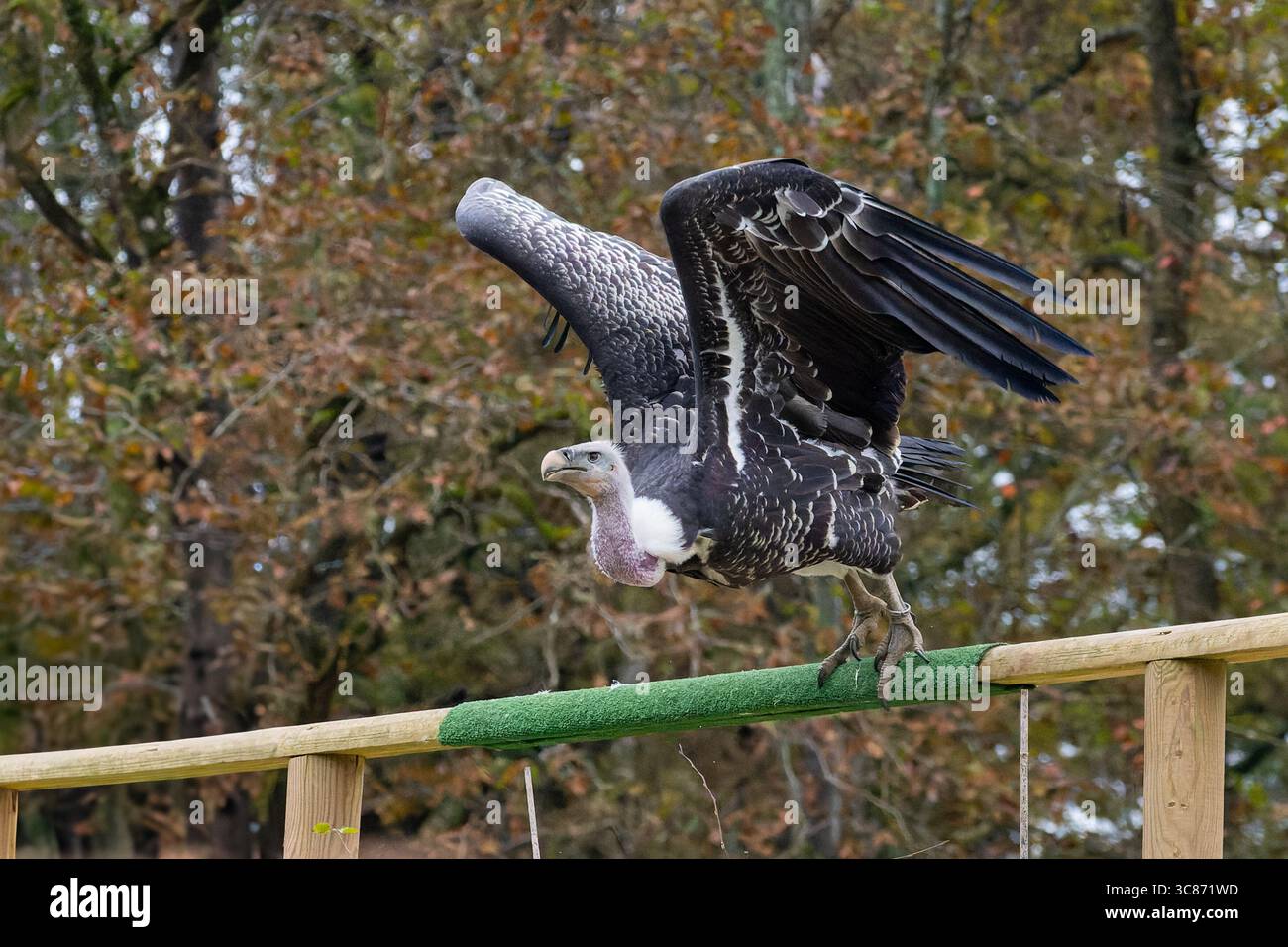 Vautour africain (Gyps spec.) Planant avec des ailes entièrement déployées lors d'un spectacle d'oiseaux, oiseau de proie charogneur d'Afrique. Banque D'Images