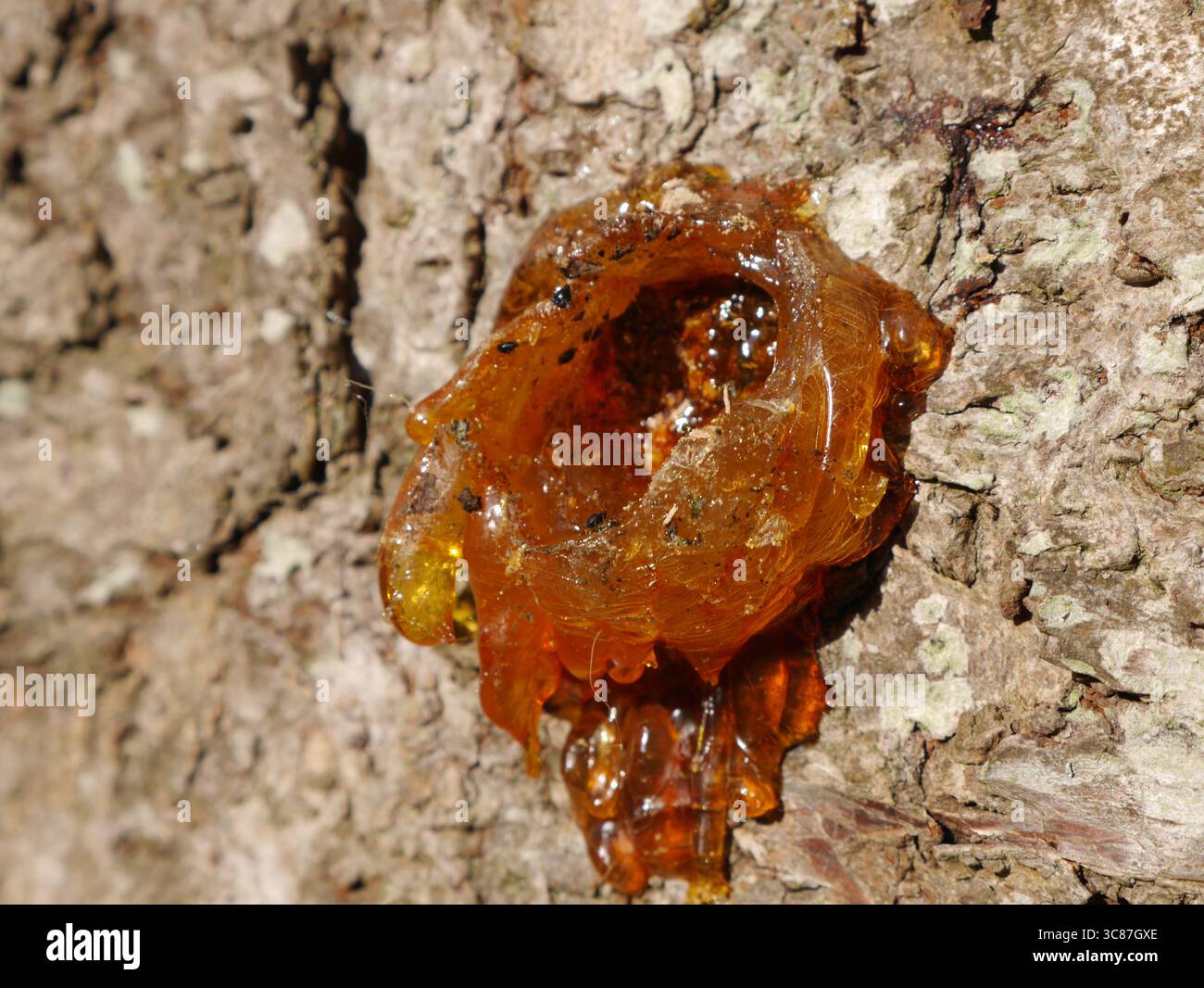 sève d'arbre, Gummosis, suintement de l'écorce d'un arbre Banque D'Images