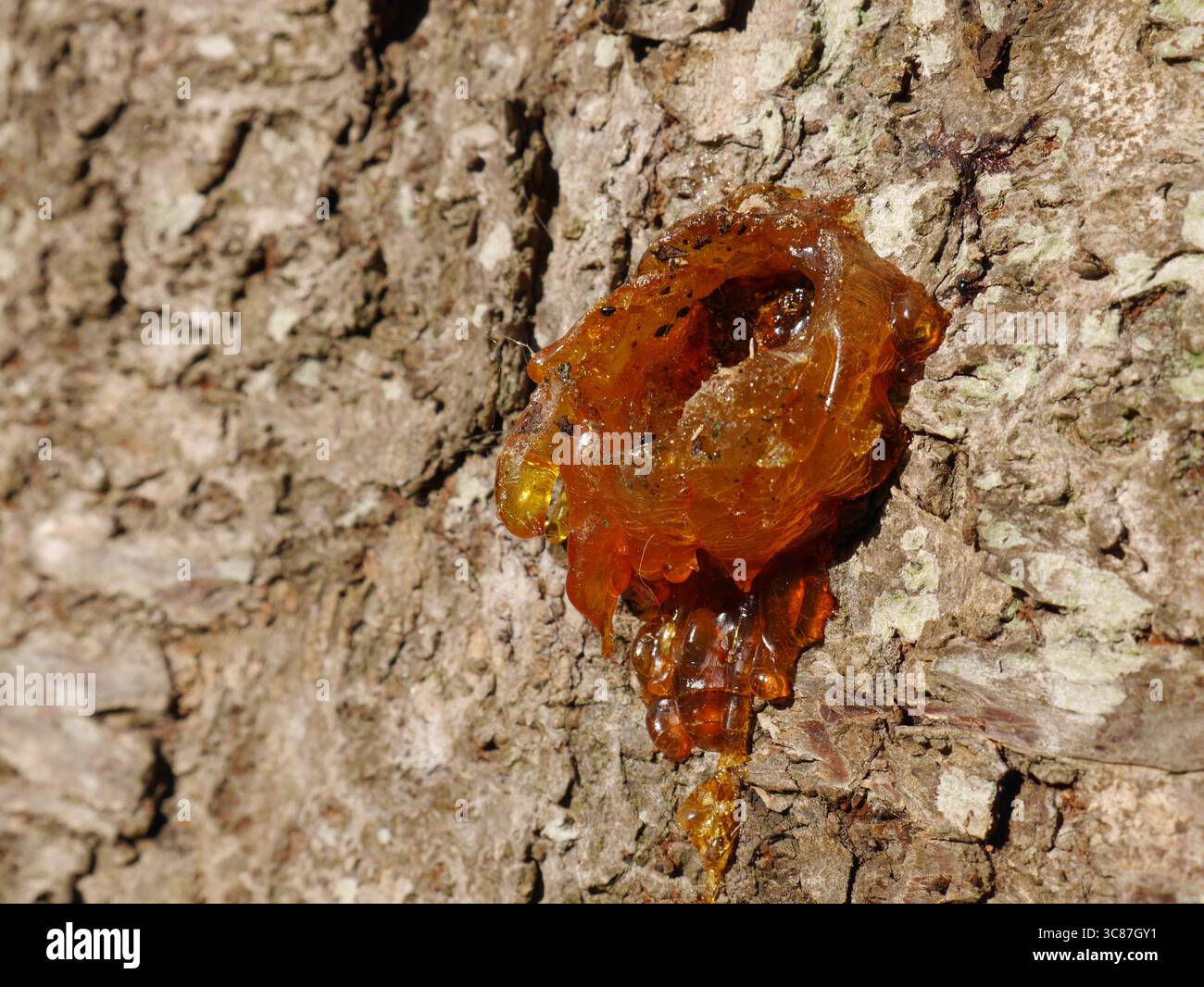 sève d'arbre, Gummosis, suintement de l'écorce d'un arbre Banque D'Images