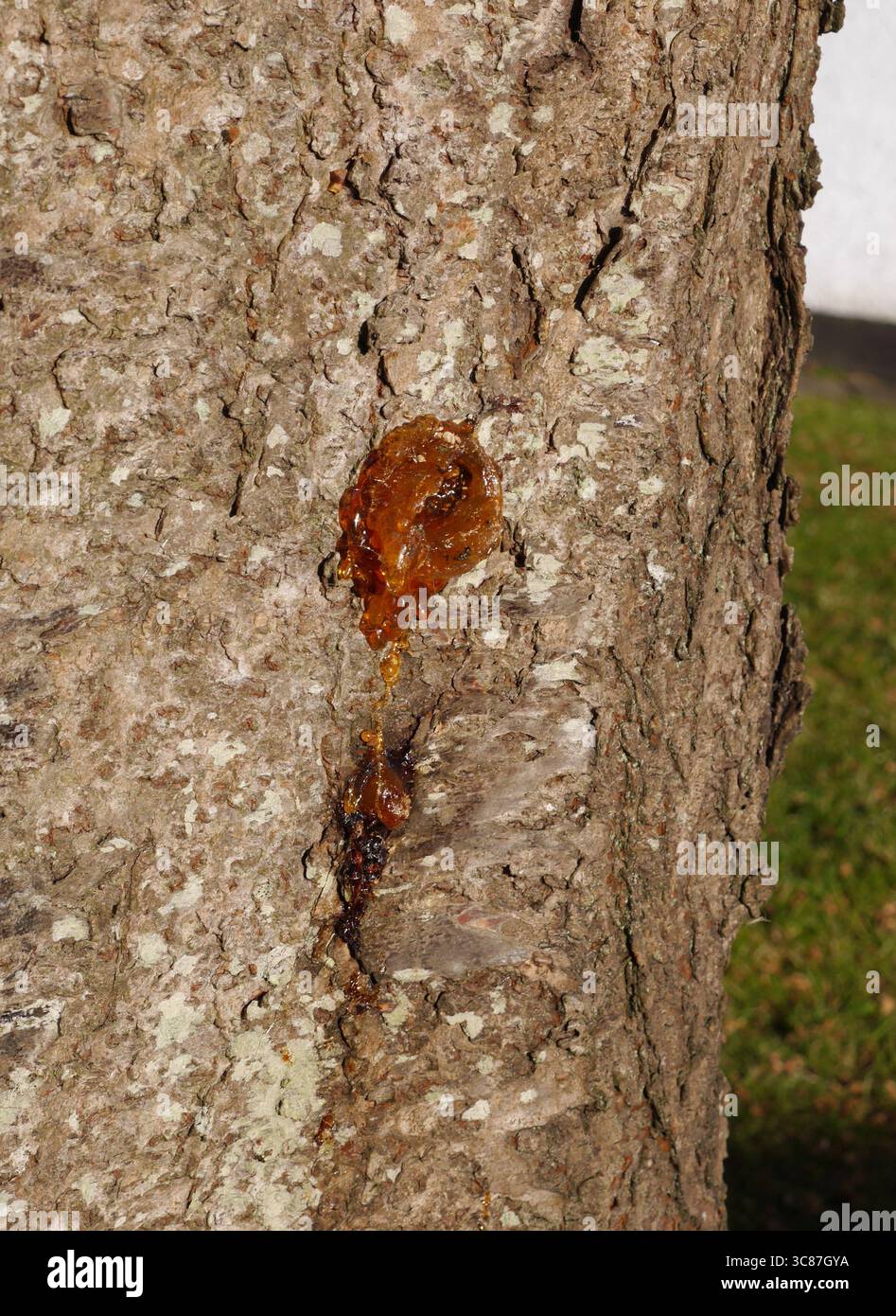 sève d'arbre, Gummosis, suintement de l'écorce d'un arbre Banque D'Images