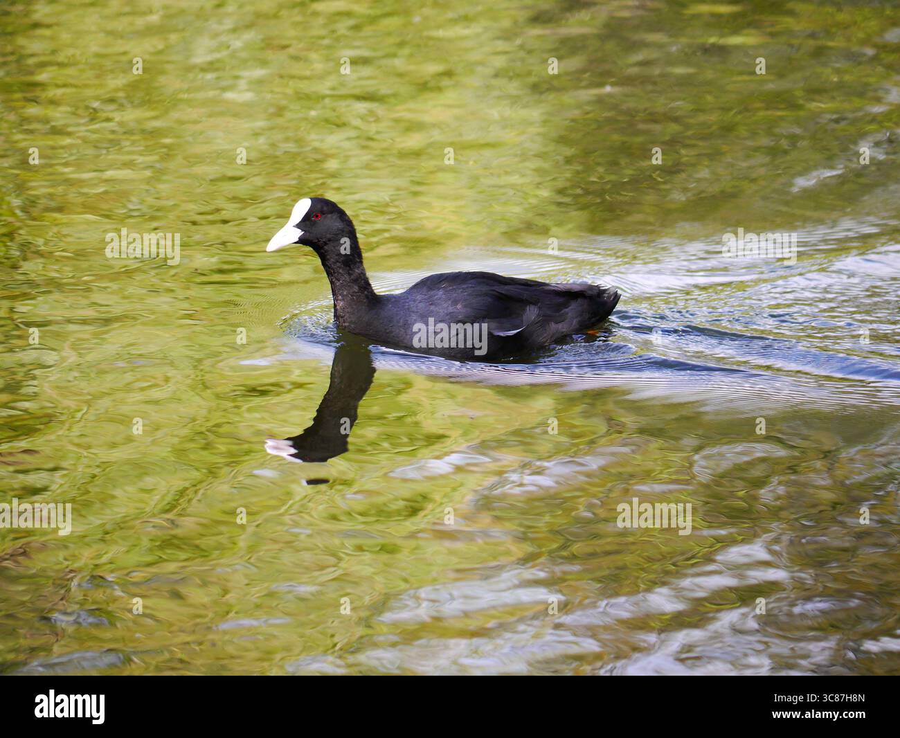 Un coot eurasien adulte (Fulica atra) glisse à la surface d'un étang d'eau douce Banque D'Images