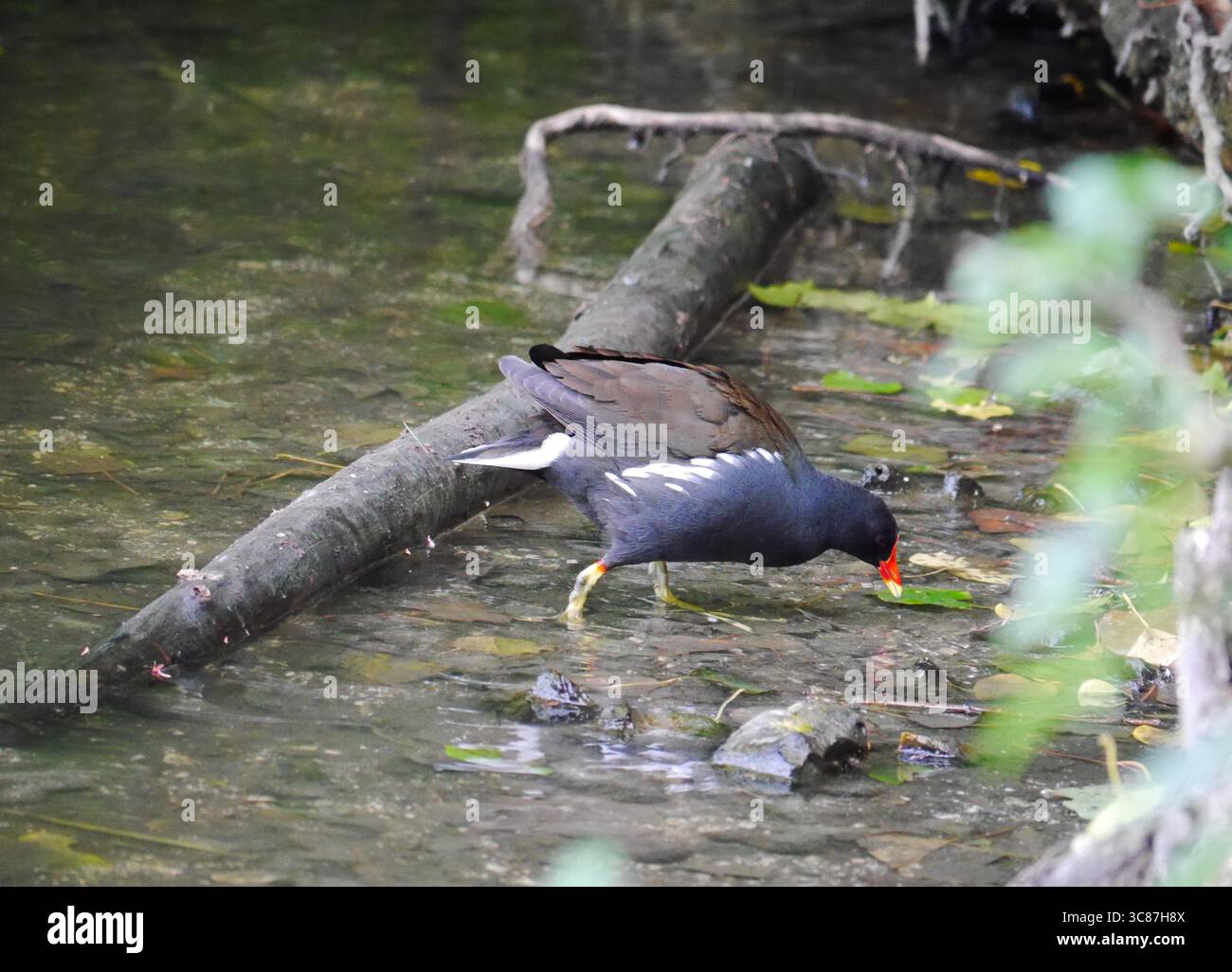 Un Moorhen commun (Gallinula chloropus) patère gracieusement dans une zone humide tranquille du Hampshire, en Angleterre Banque D'Images