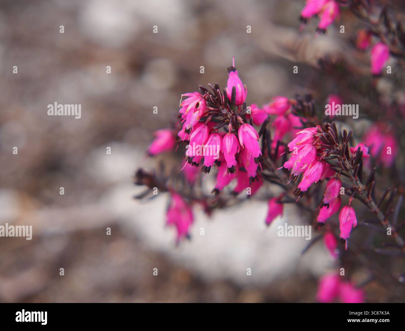 Fleurs de printemps roses d'Erica carnea en lumière douce du soleil. Gros plan de la bruyère hivernale en fleurs dans le lit de jardin. Macro florale au début du printemps Banque D'Images