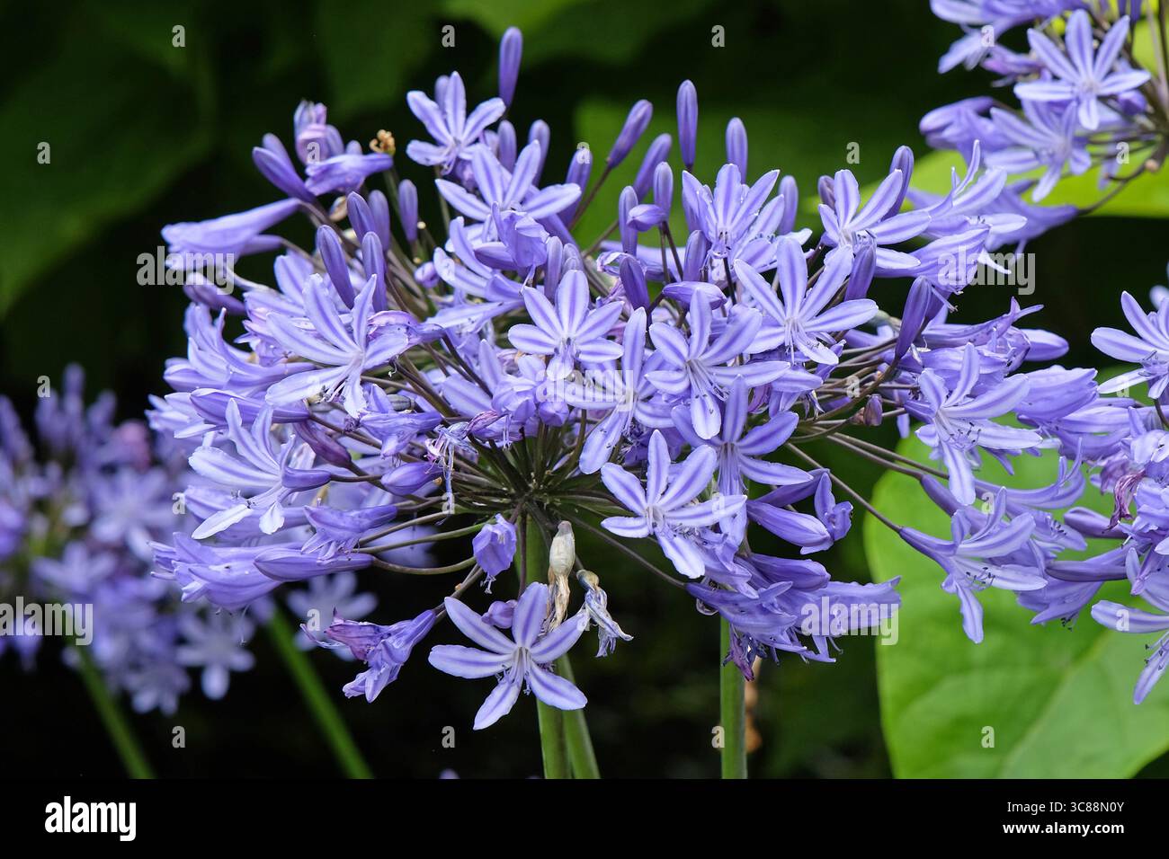 Agapanthus bleu, lis africain en fleur. Banque D'Images