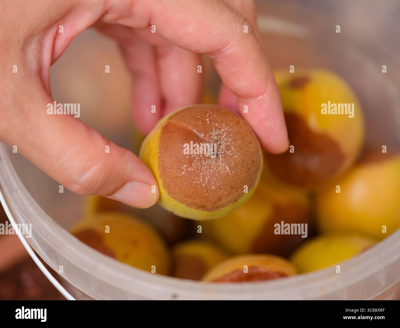 Gros plan d'une main de femme tenant un abricot jaune affligé de pourriture brune. Banque D'Images