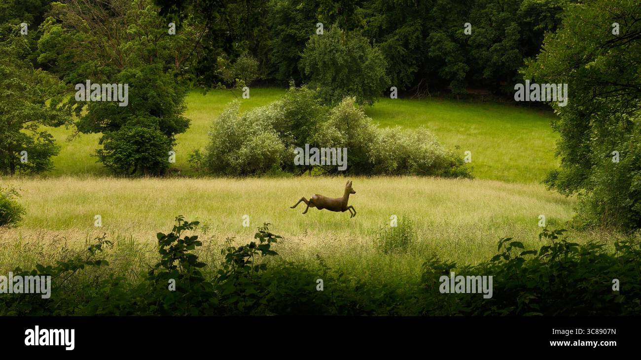 Jeune cerf sautant par-dessus les hautes herbes sur une prairie verte peinte avec une lumière douce et entouré d'arbres Banque D'Images