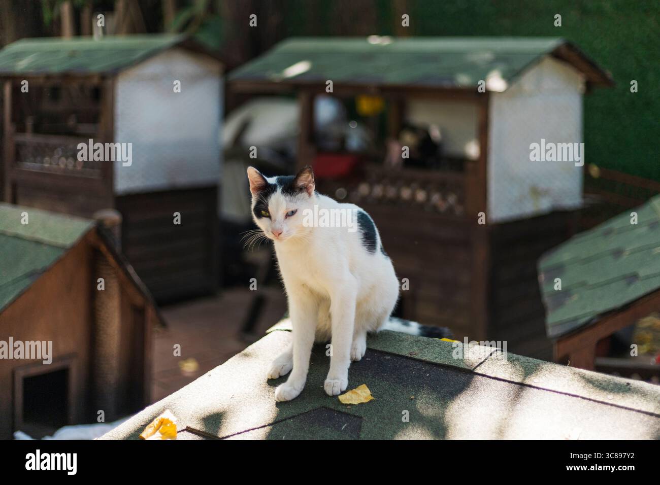 Un chat s'assoit confortablement sur le toit d'une petite structure en bois, profitant de la lumière chaude du soleil. À proximité, d'autres maisons en bois sont visibles dans un cadre vibrant Banque D'Images