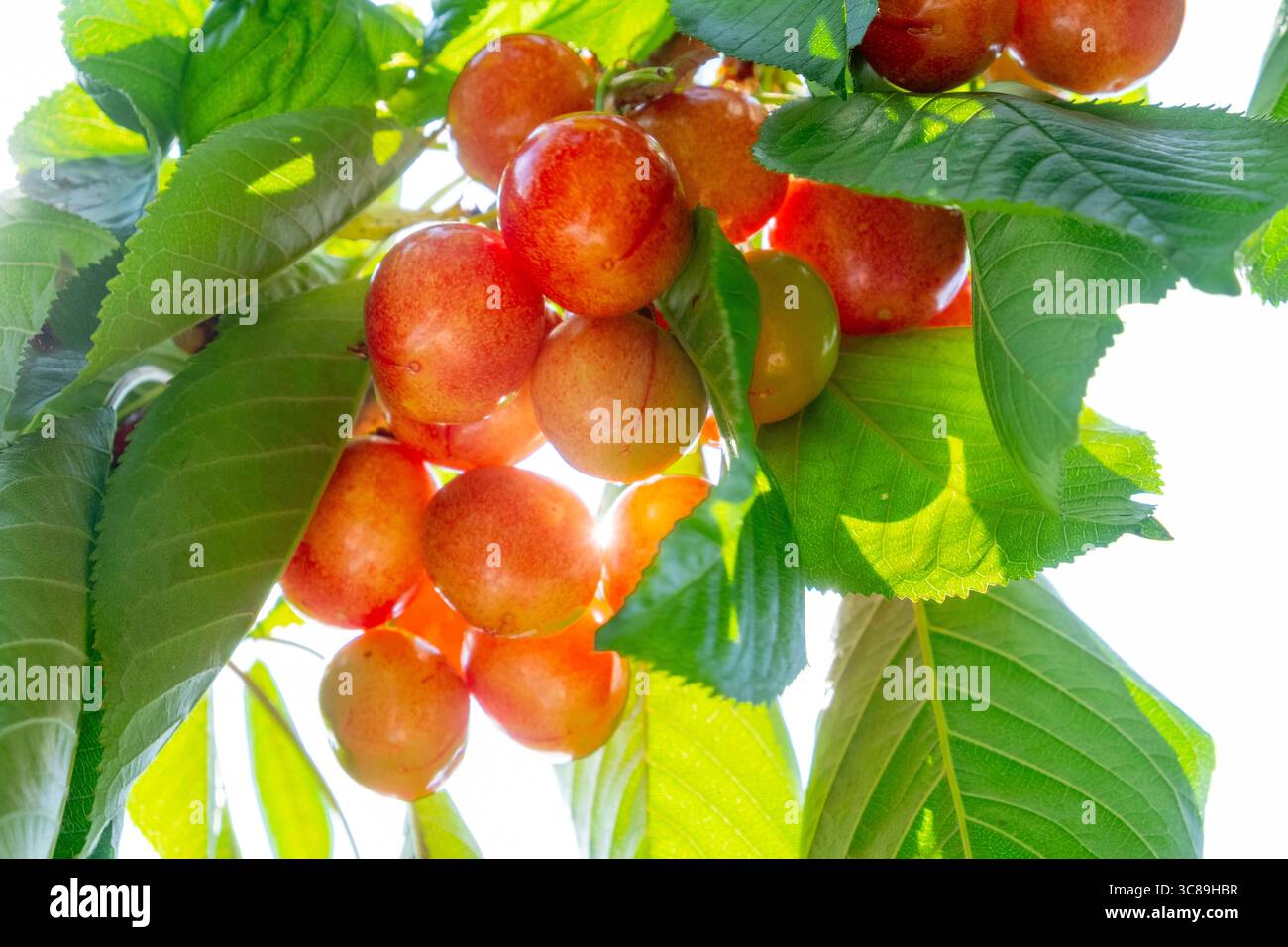 Cerises mûrissantes sur un cerisier. Suffolk, Royaume-Uni Banque D'Images