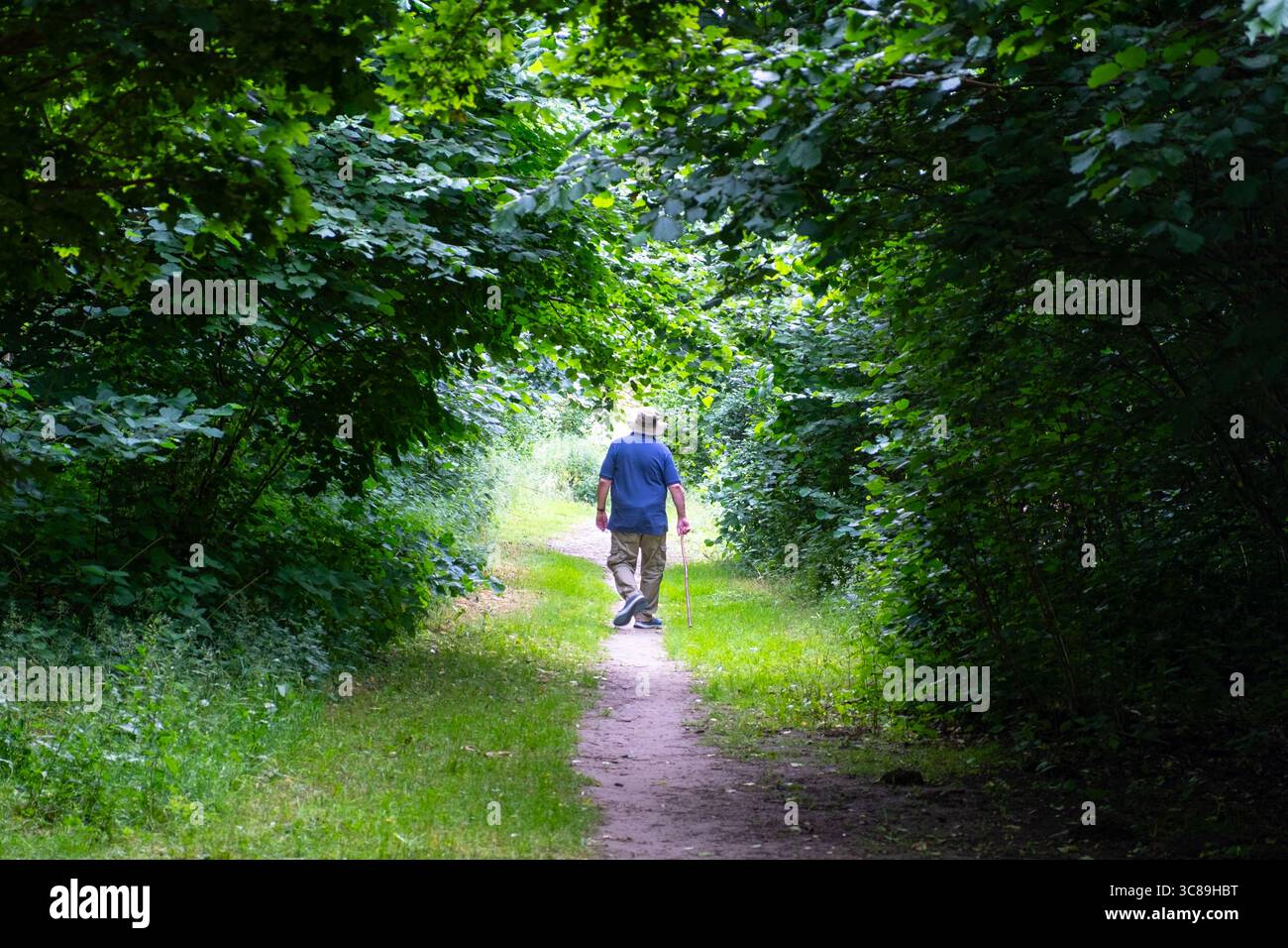 Solitaire gentleman sur une promenade dans les bois. Suffolk, Royaume-Uni. Banque D'Images