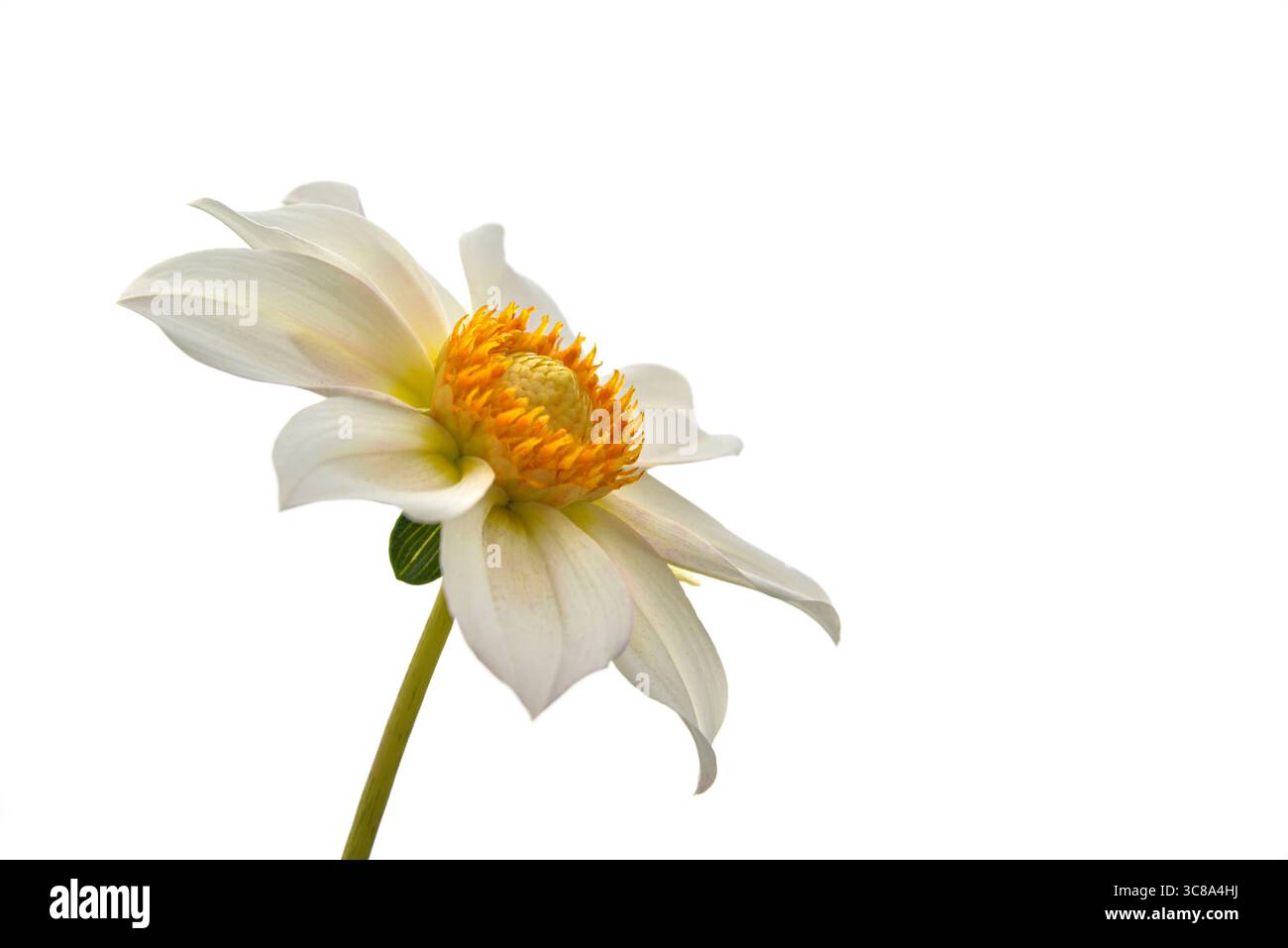 Fleur isolée dans le jardin sur un fond blanc Banque D'Images