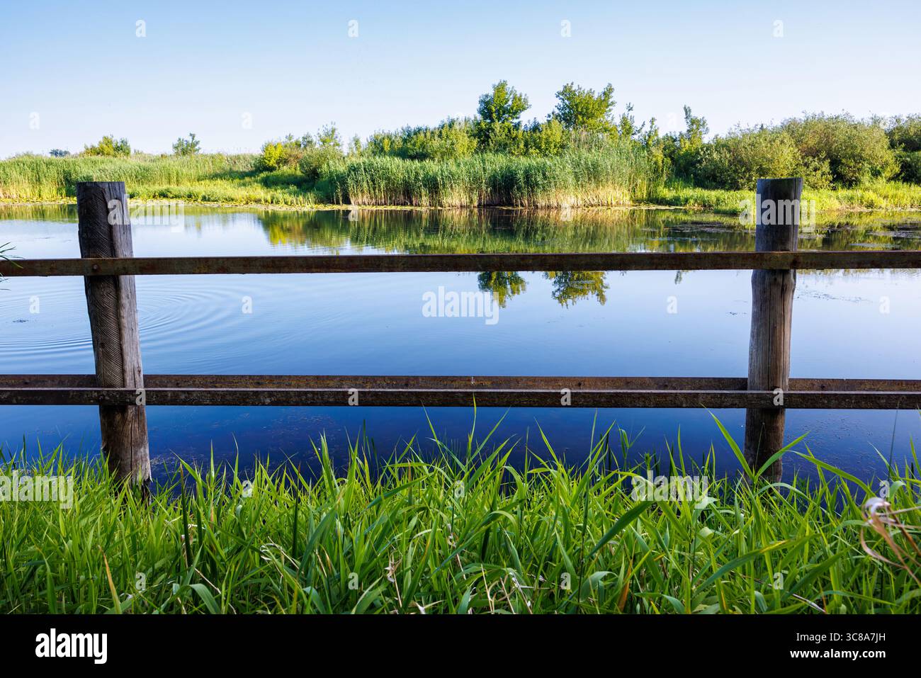 Clôture faite de bûches et de bandes métalliques le long de la rivière. Herbe verte juteuse sur la rive de la rivière. Photo de haute qualité Banque D'Images