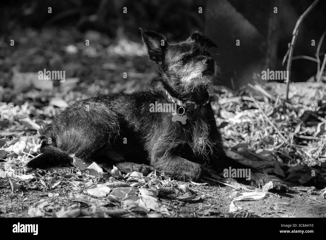 Chien noir de race mixte reposant à l'extérieur sur des feuilles d'automne Banque D'Images