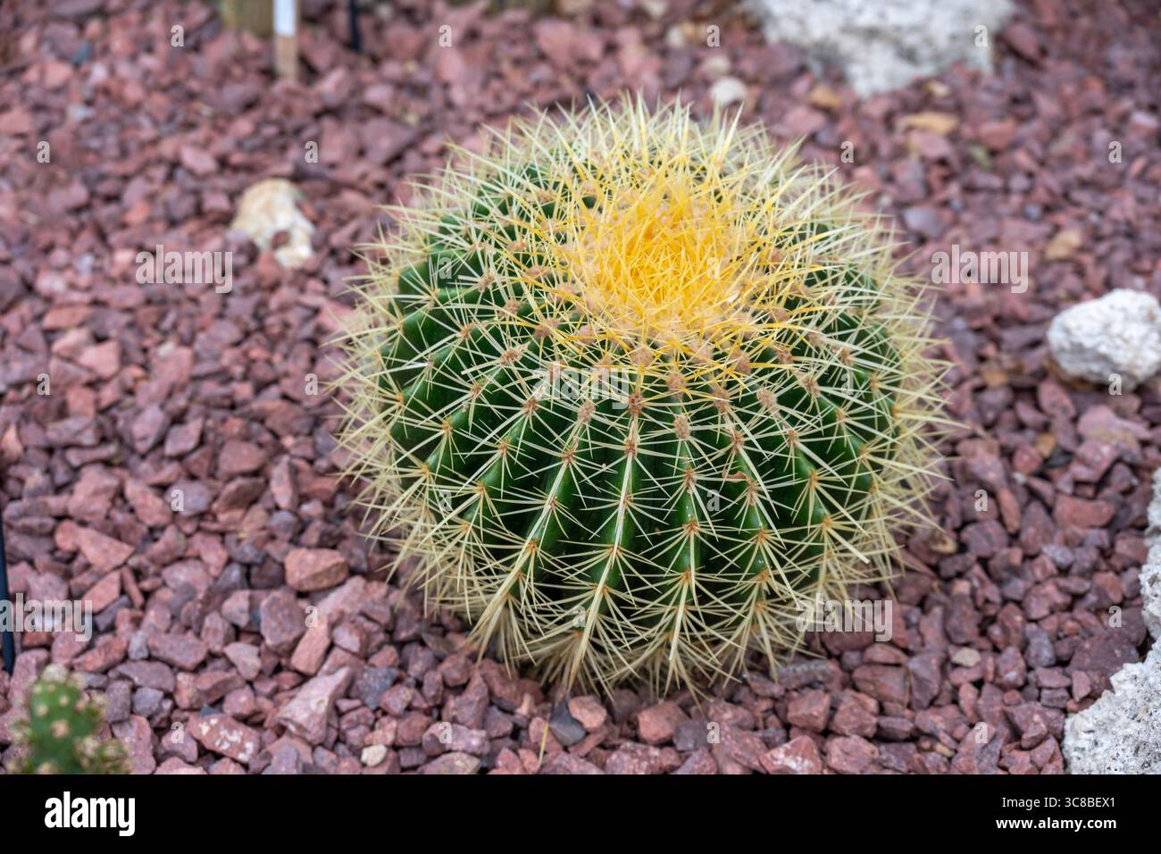 Echinocactus grusonii, cactus Golden Barrel dans RHS Bridgewater Banque D'Images