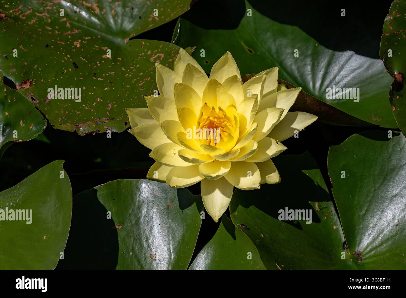 Nymphaea Joey Tomocik au Bennett's Water Gardens, Weymouth, Dorset, Angleterre Banque D'Images