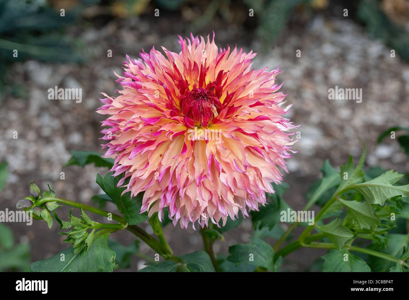La folie de Dahlia Myrtle Banque D'Images