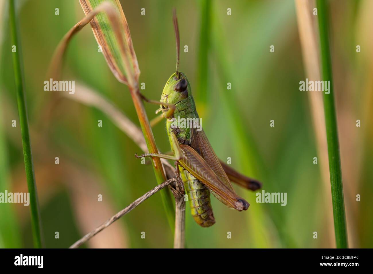 Macro photo d'une sauterelle verte sur l'herbe dans l'environnement naturel, parfait pour les études d'insectes, les visuels d'entomologie et les projets de photographie de la nature Banque D'Images