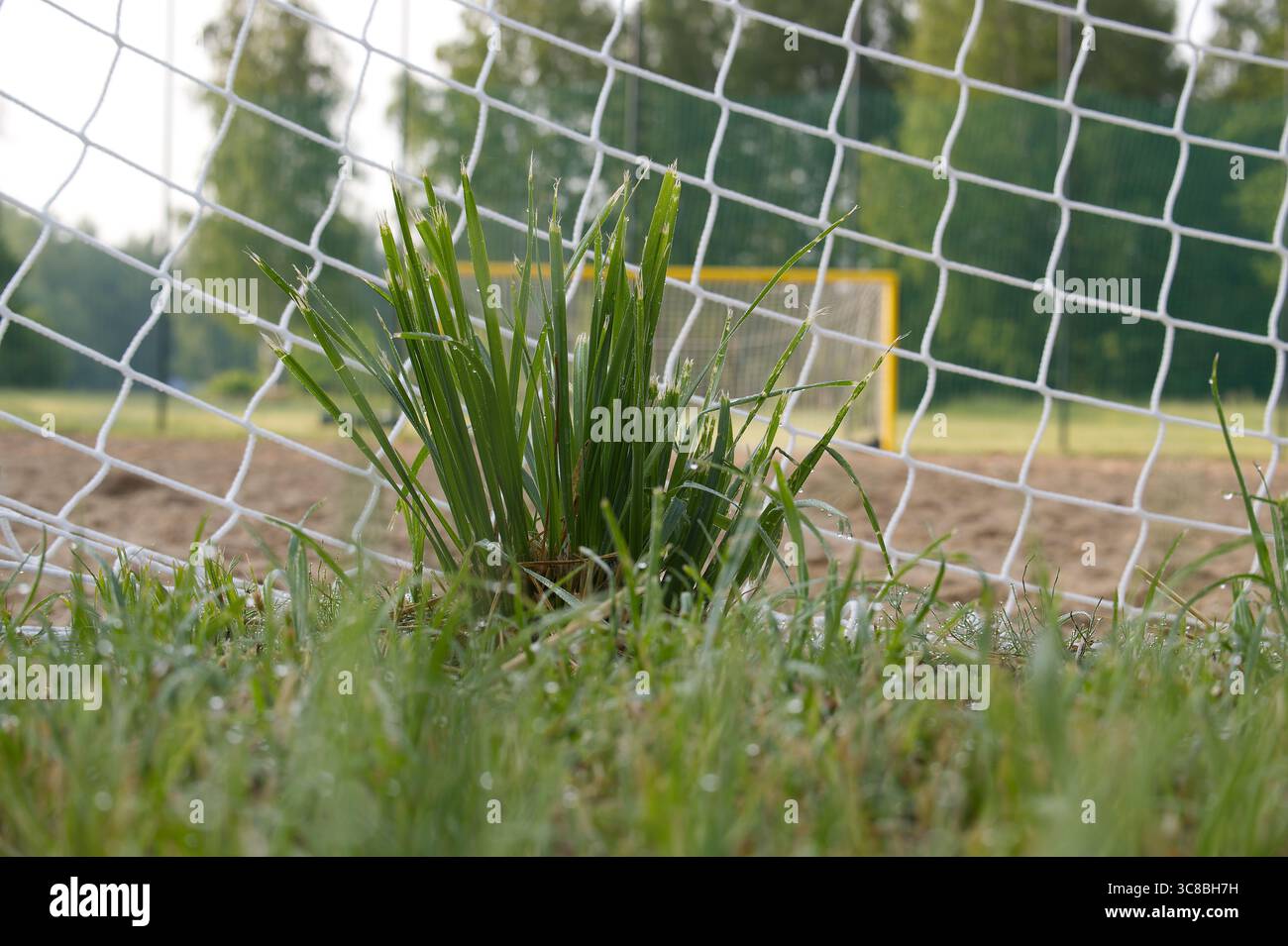 Une perspective artistique montrant l'herbe et le filet sur un terrain de football, avec l'objectif fournissant une toile de fond de focus. Banque D'Images
