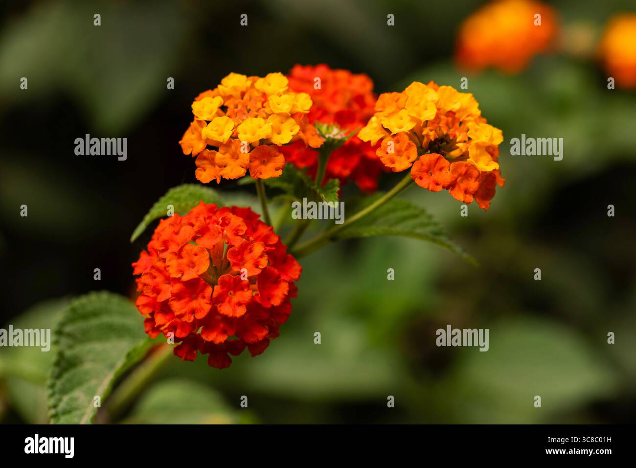 Macro de fleurs lantana vibrantes en rouge, orange et jaune, image florale lumineuse parfaite pour le jardin, la nature ou les thèmes colorés du printemps et de l'été. Banque D'Images