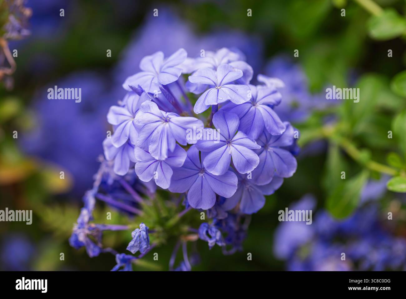 Photo macro de fleurs bleues de plumbago en fleurs, gros plan floral éclatant idéal pour les photos botaniques, de jardinage et de nature. Banque D'Images