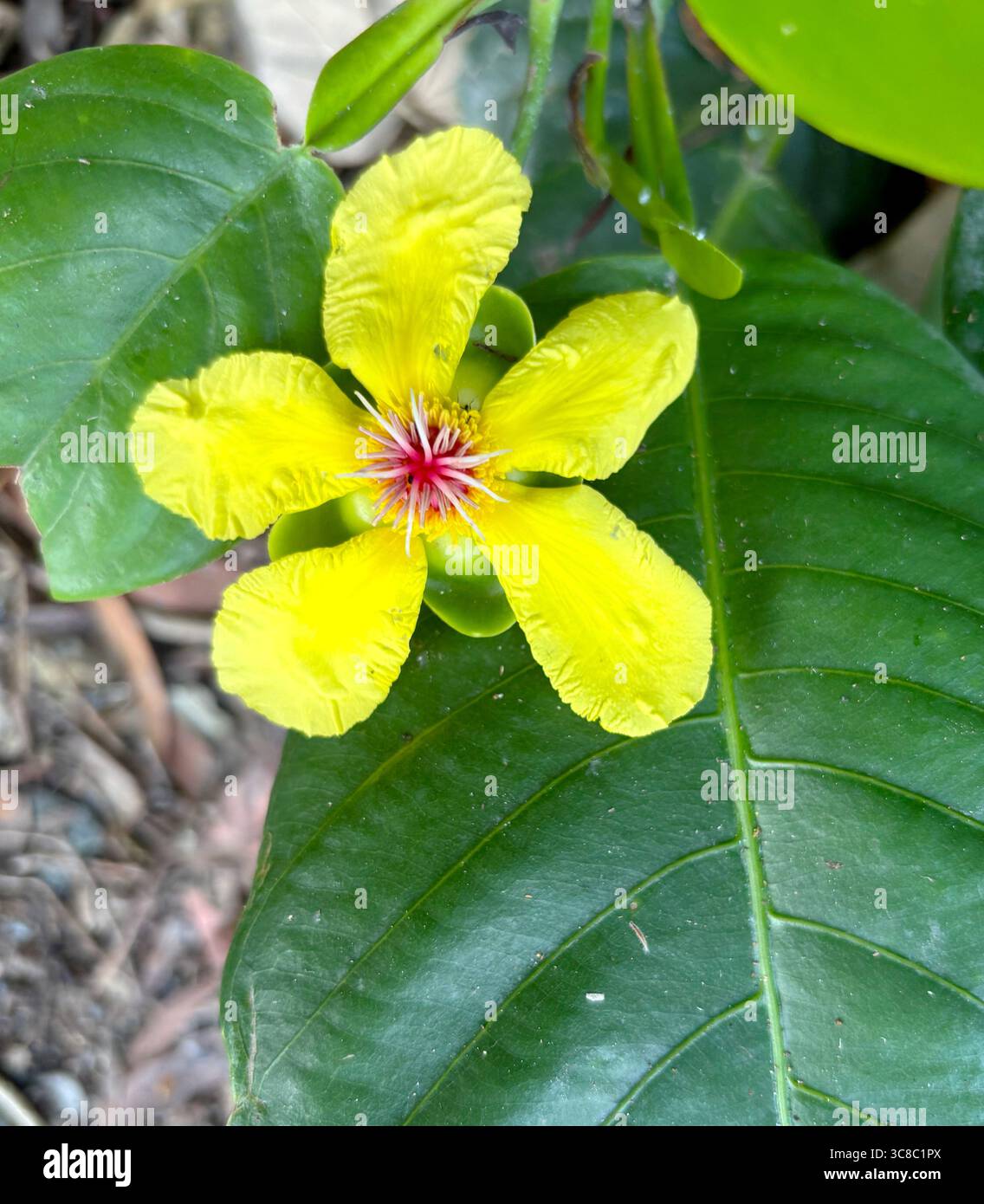 Fleur de hêtre rouge (Dillenia alata), Cairns, Queensland, Australie - Image de stock capturée avec un smartphone