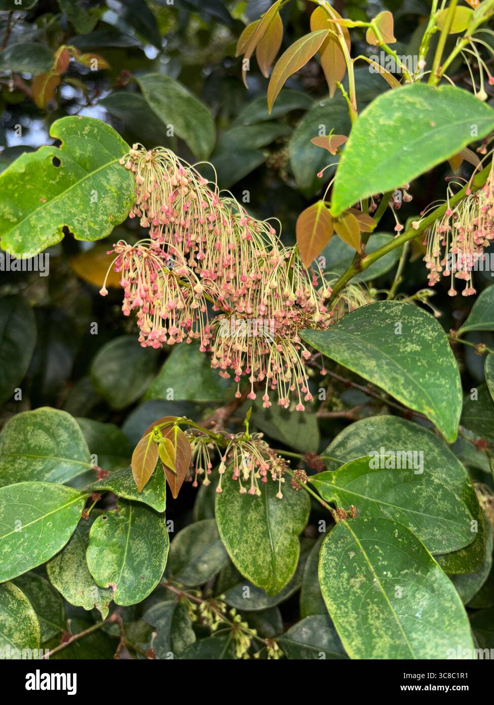 Phyllanthus rose (Phyllanthus cuscutiflorus), un arbre de forêt tropicale originaire du nord-est de l'Australie - Image de stock capturée avec un smartphone