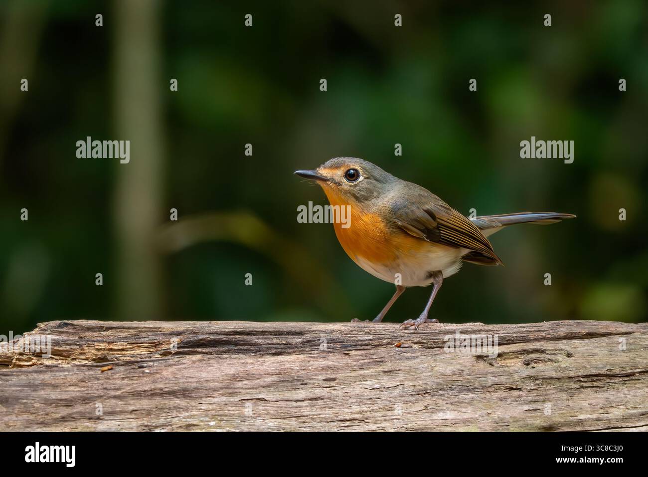 Indochine Blue Flycatcher - Cyornis sumatrensis, beau petit oiseau perché des forêts et des bois d'Asie du Sud-est, Vietnam. Banque D'Images