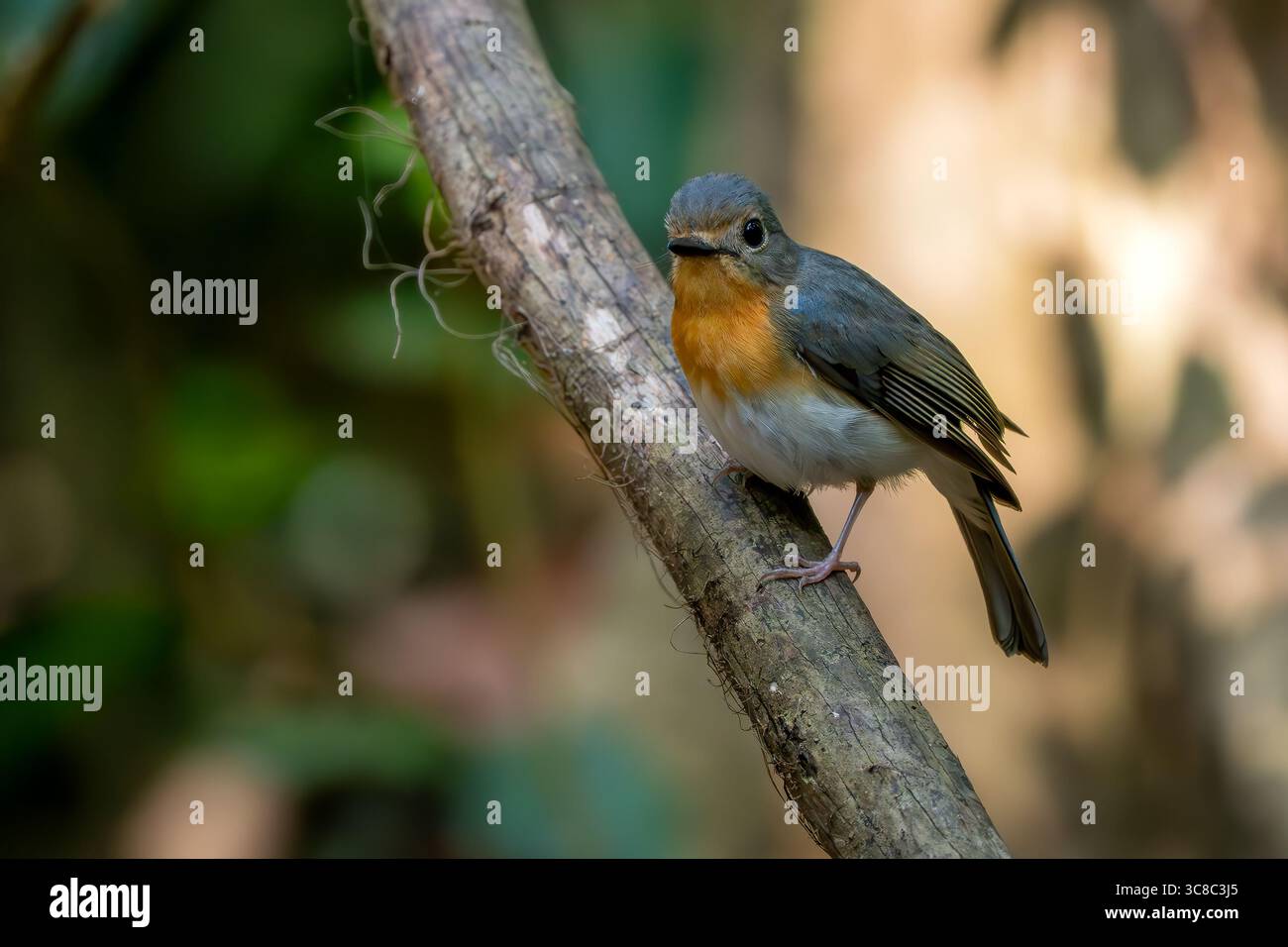 Indochine Blue Flycatcher - Cyornis sumatrensis, beau petit oiseau perché des forêts et des bois d'Asie du Sud-est, Vietnam. Banque D'Images