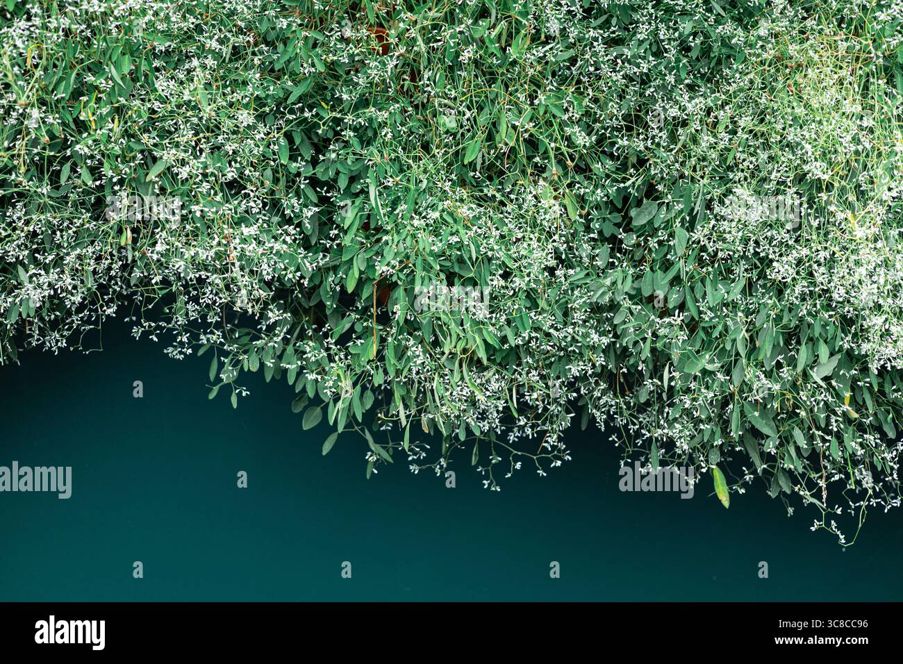 Débordant Euphorbia Diamond Frost fleurs suspendues sur fond vert foncé dans la lumière d'été Banque D'Images