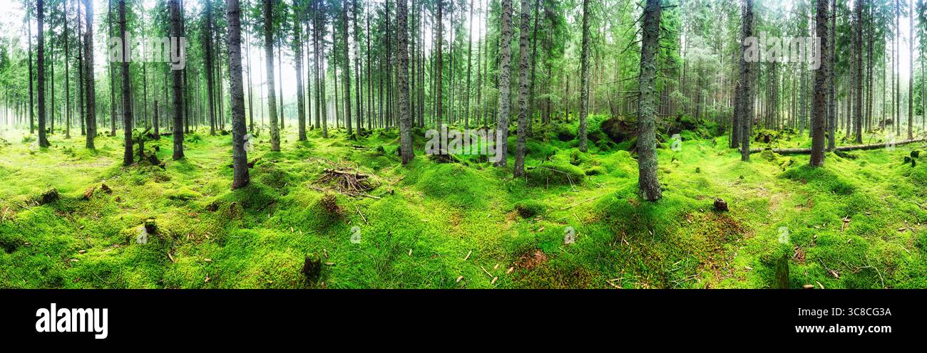 Panorama extra large d'une forêt pittoresque étonnante avec des arbres verts frais et le feuillage Banque D'Images