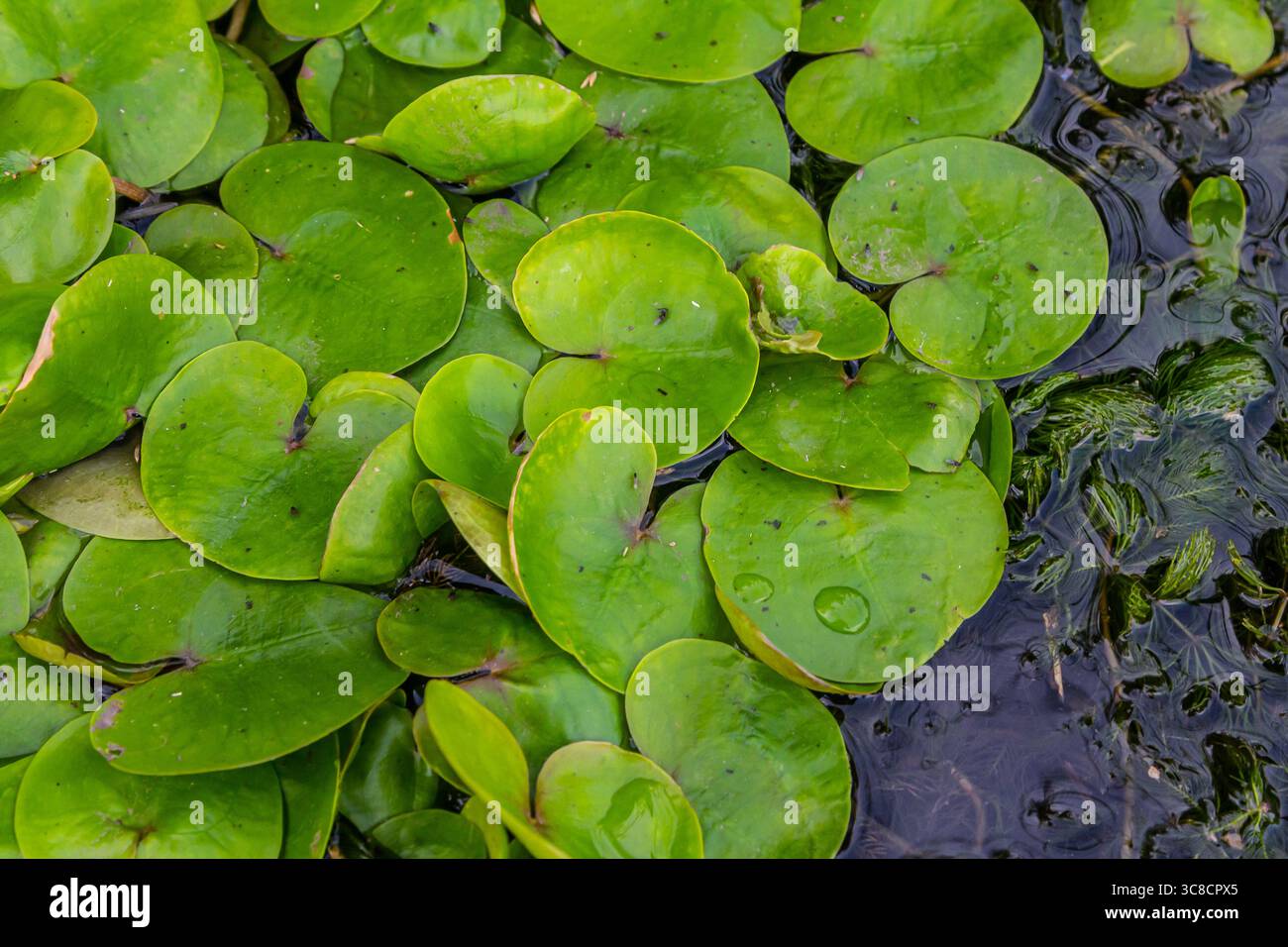 Hydrocharis morsus-ranae, fromagite, est une plante à fleurs appartenant au genre Hydrocharis de la famille des Hydrocharitaceae. C'est un petit plan flottant Banque D'Images
