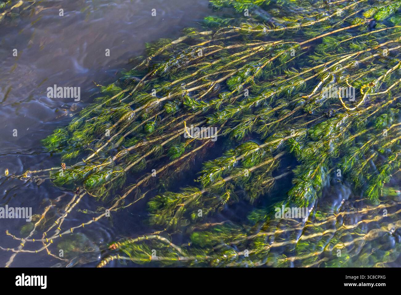 Plante aquatique Ceratophyllum demersum dans un ruisseau. Banque D'Images