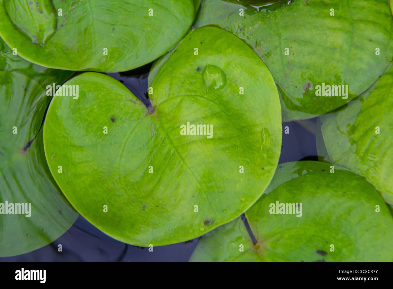 Hydrocharis morsus-ranae, fromagite, est une plante à fleurs appartenant au genre Hydrocharis de la famille des Hydrocharitaceae. C'est un petit plan flottant Banque D'Images