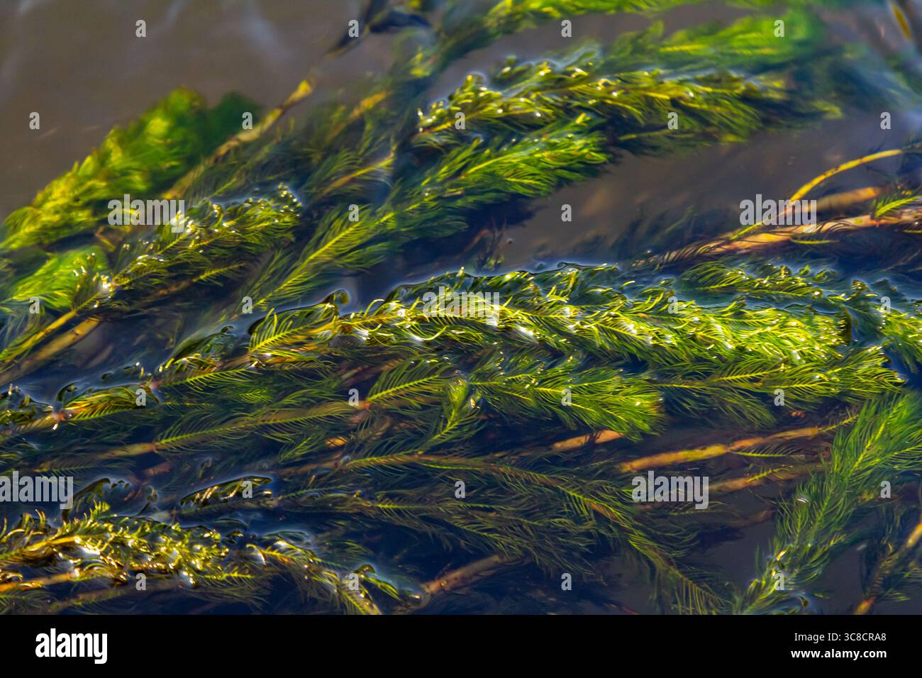 Plante aquatique Ceratophyllum demersum dans un ruisseau. Banque D'Images